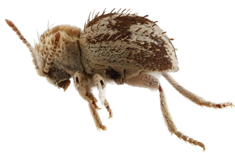 Descubren una nueva especie de ‘escarabajo araña’ en reserva de la costa sur de Perú